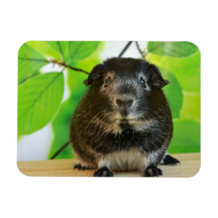 Cute Silver Fox Guinea Gris Magnet