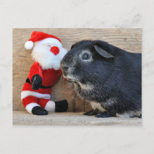 Cute Silver Fox Guinea Gris och Santa Santa Helg Vykort