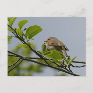 Cute Singing Robin DIY-vykort Vykort