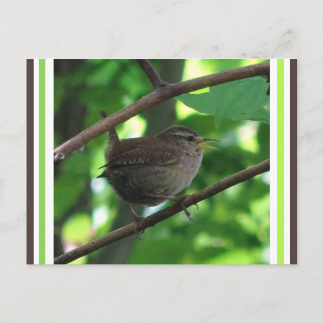 Cute Singing Wren DIY-vykort Vykort (Framsida)