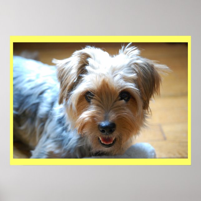 Cute skrattyorkie puppy hund yorkshire skräcker poster (Framsidan)