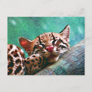 Cute Sleeping Baby Ocelot Kitten Vykort