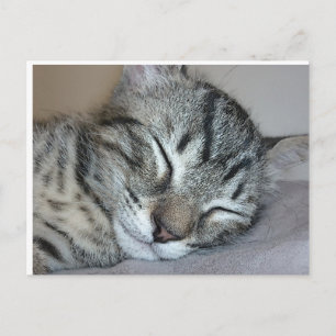 Cute Sleeping Kitten Vykort