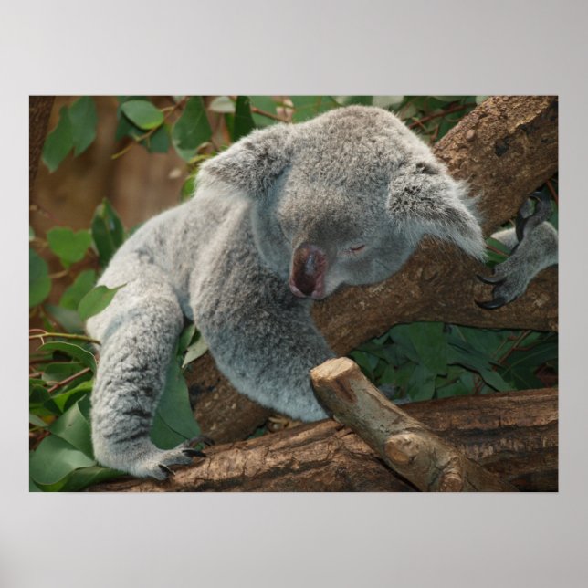 Cute Sleeping Koala Bear Poster (Framsidan)