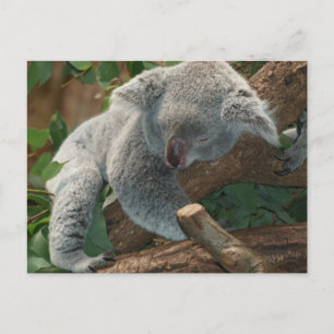 Cute Sleeping Koala Bear Vykort