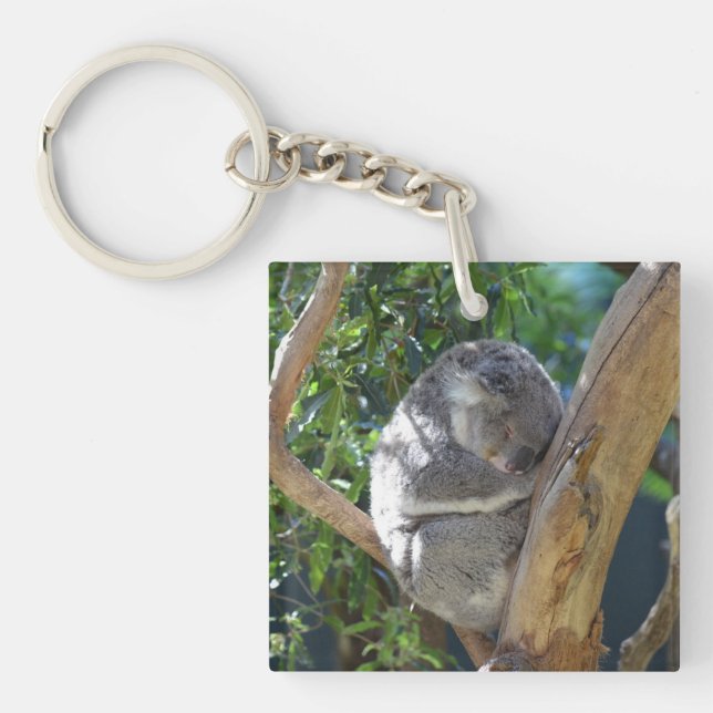 Cute Sleeping Koala i Träd (Framsidan)