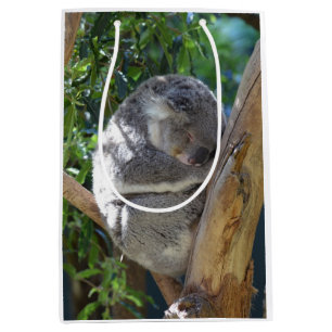 Cute Sleeping Koala i Träd