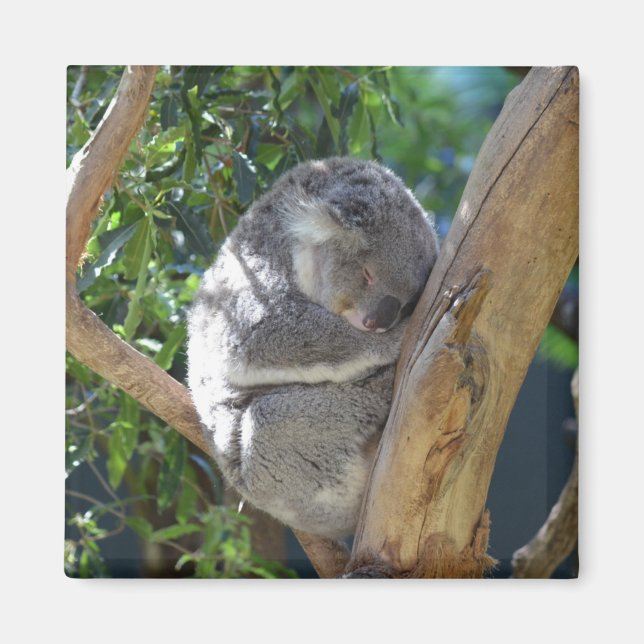 Cute Sleeping Koala i Träd Magnet (Framsidan)