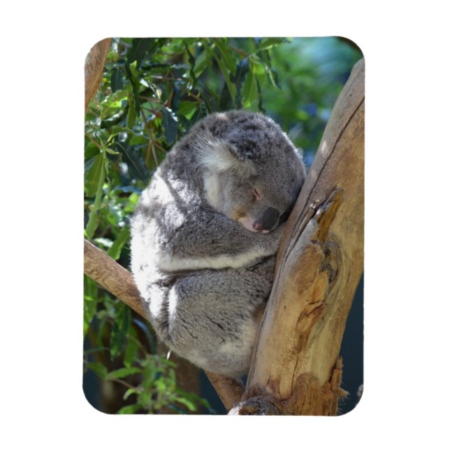 Cute Sleeping Koala i Träd Magnet (Vertikal)