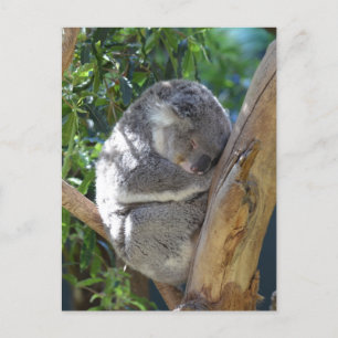 Cute Sleeping Koala i Träd Vykort