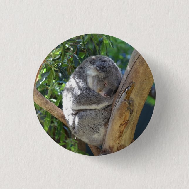 Cute Sleeping Koala in Tree Knapp (Framsida)