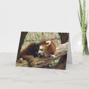 Cute Sleeping Red Panda med mat i munnen Kort