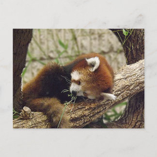 Cute Sleeping Red Panda med mat i munnen Vykort
