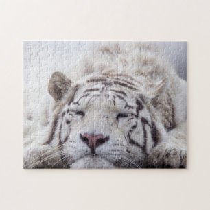 Cute Sleeping White Tiger Pussel