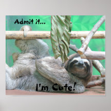 Cute Sloth!