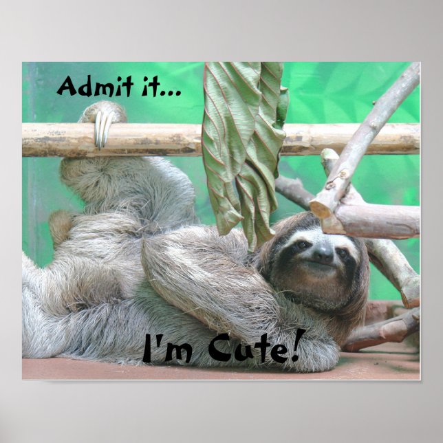 Cute Sloth! Poster (Framsidan)