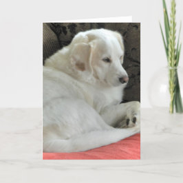 Cute Small White Hund Porträtt Kort