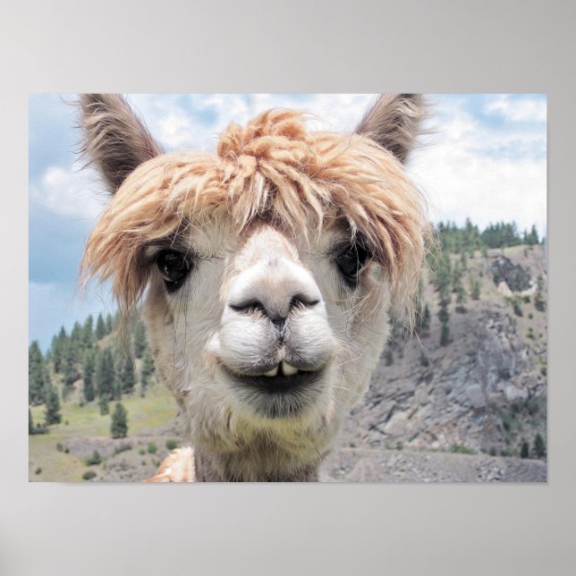 Cute Smiling Alpaca Photo Image Poster (Framsidan)
