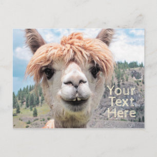 Cute Smiling Alpaca Photo Image Vykort