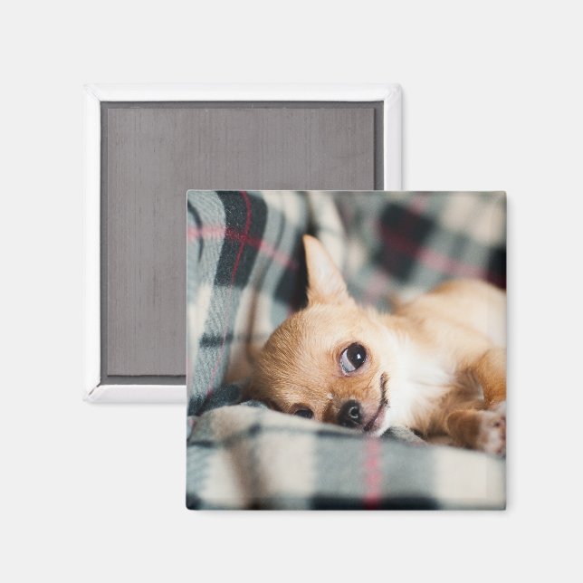Cute Smiling Chihuahua på Blanket Magnet (Front/Back)