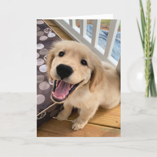 Cute Smiling Golden Retriever Puppy Hund Hej Kort