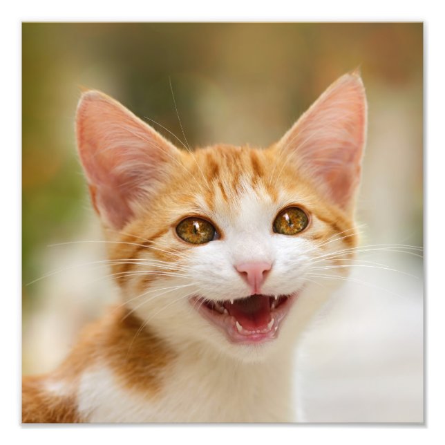 Cute Smiling Kitten Ansikte Funny Cat Meow Photo Fototryck (Framsidan)
