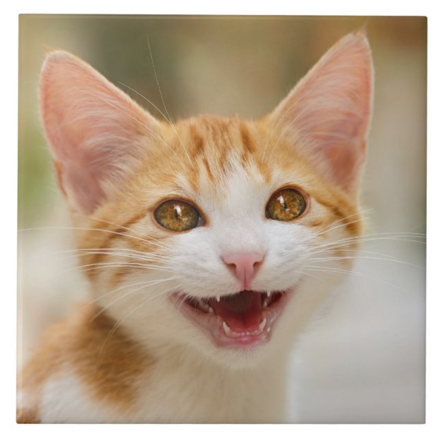 Cute Smiling Kitten Ansikte Funny Cat Meow Photo Kakelplatta (Framsidan)