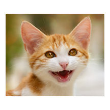 Cute Smiling Kitten Ansikte Funny Cat Meow Photo