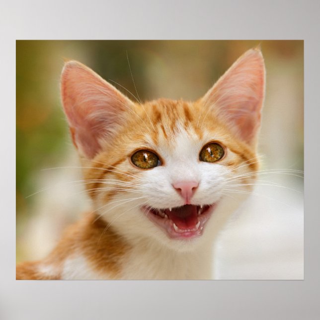 Cute Smiling Kitten Ansikte Funny Cat Meow Photo Poster (Framsidan)
