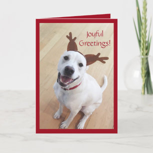Cute Smiling White Reindeer Hund jul Helgkort