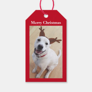 Cute Smiling White Reindeer Puppy Hund jul Presentetikett