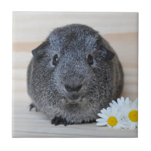 Cute Smooth, Silver Agouti Guinea Gris och Daisy Kakelplatta