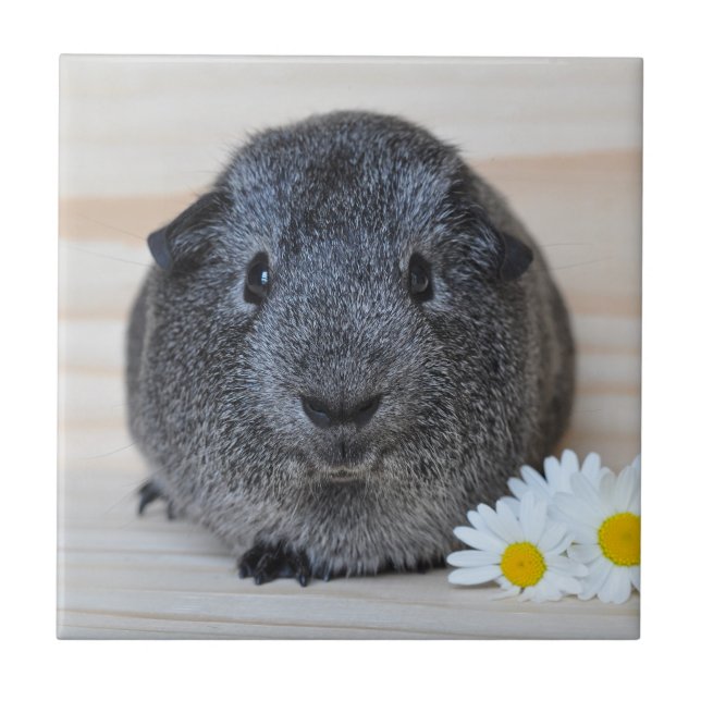 Cute Smooth, Silver Agouti Guinea Gris och Daisy Kakelplatta (Framsidan)