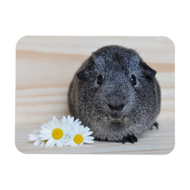 Cute Smooth, Silver Agouti Guinea Gris och Daisy Magnet (Horisontell)