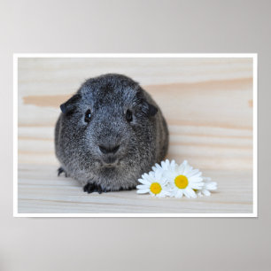 Cute, Smooth, Slever Agouti Guinea Gris och Flower Poster