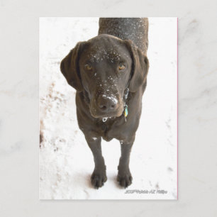 Cute Snö Sprinkled Chocolate Lab Vykort