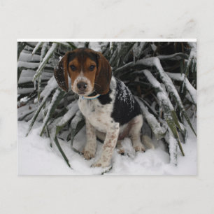 Cute Snoopy Beagle Puppy Hund i Snö Vykort