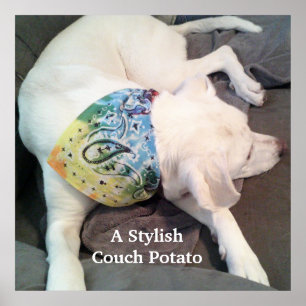 Cute Snyggt Vit Hund med färgad scarf Poster
