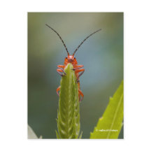 Cute Soldier Beetle Kryp på False Dragonhead