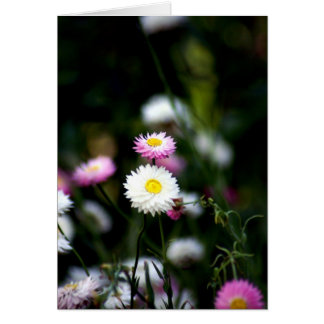 Cute som Button OBS Kort