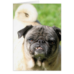 Cute som Pug Hälsningskort