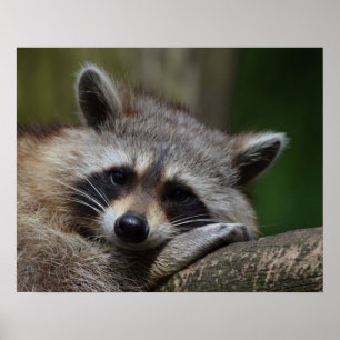 Cute Sömnig Raccoon Photo Poster