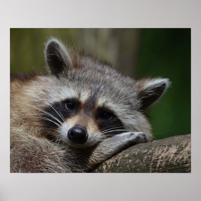 Cute Sömnig Raccoon Photo Poster (Framsidan)