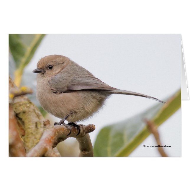 Cute Songbird på Pear Träd Hälsningskort (Framsidan Horizontal)
