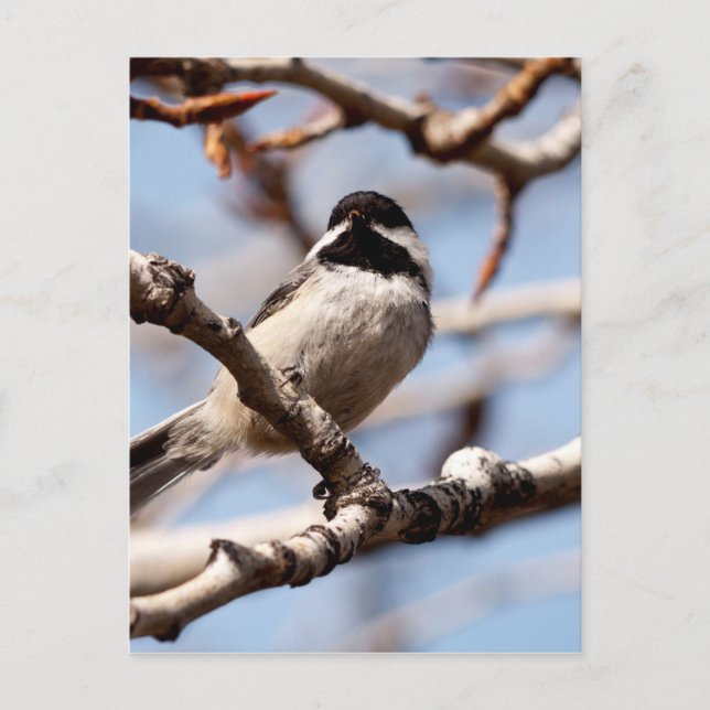 Cute Songbird på utslaget för Vår Vykort (Framsida)