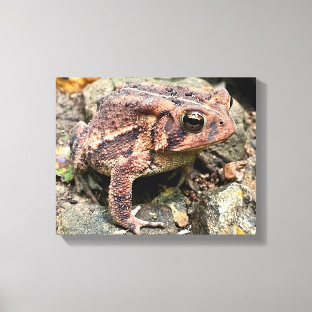 Cute Southern Toad Close-Up Canvastryck (Framsida)