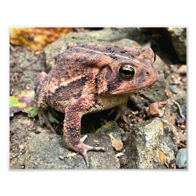 Cute Southern Toad Close-Up Fototryck (Framsidan)