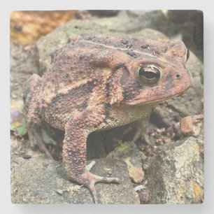 Cute Southern Toad Close-Up Stenunderlägg