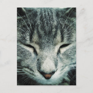 Cute sover tabb kitten vykort