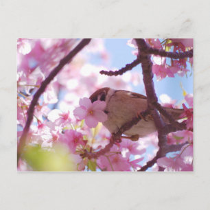 cute sparrow on the cherry tree vykort